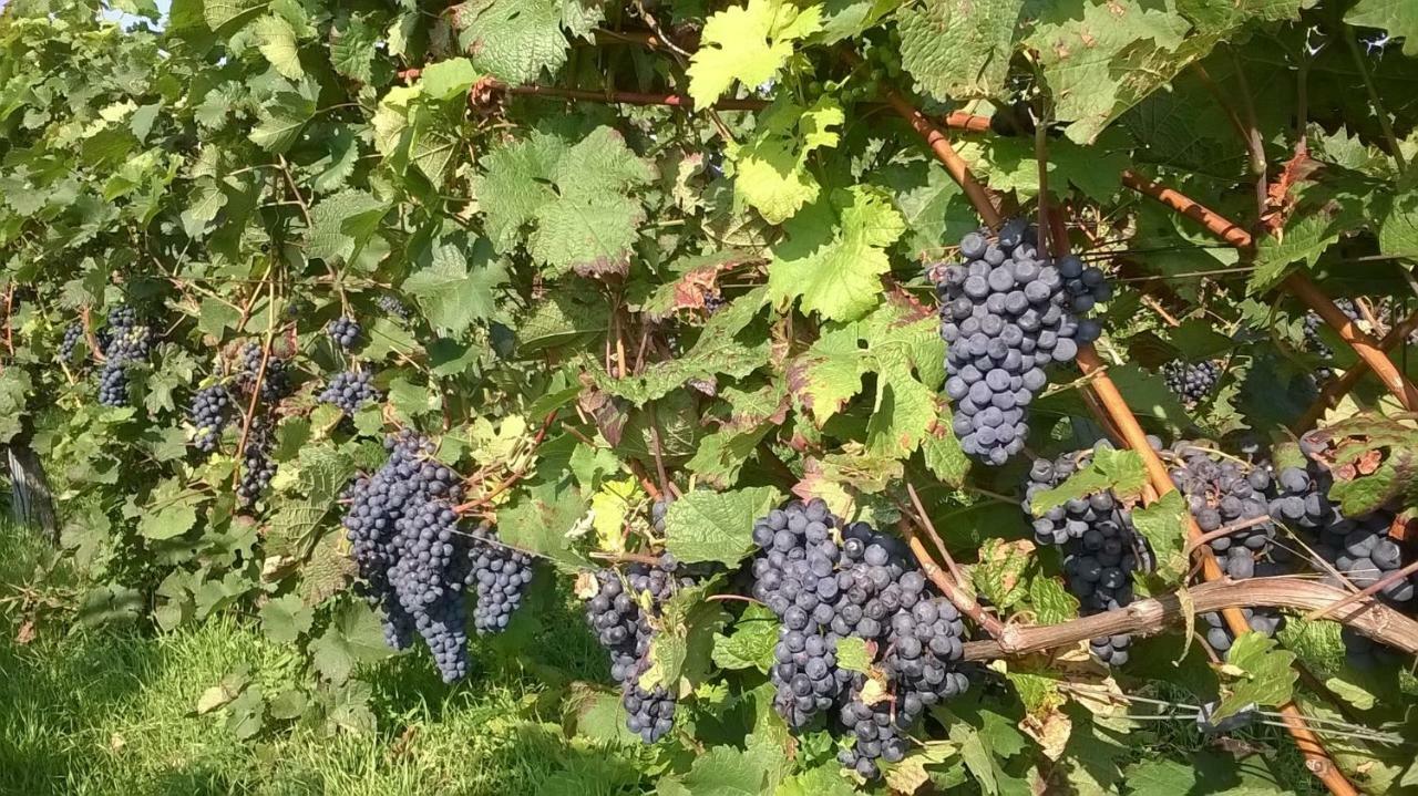 Ferienwohnung In Hahnheim, Rheinhessen Zewnętrze zdjęcie