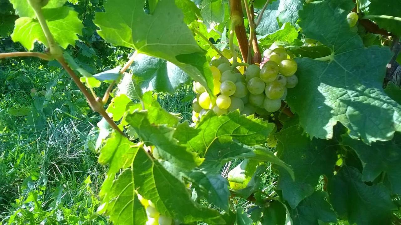Ferienwohnung In Hahnheim, Rheinhessen Zewnętrze zdjęcie